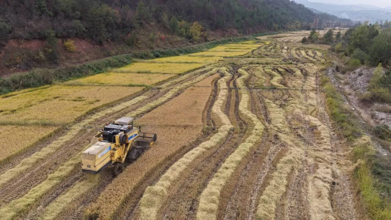 KARABÜK’TE ÇELTİK HASADI BAŞLADI! 500 TON REKOLTE BEKLENİYOR